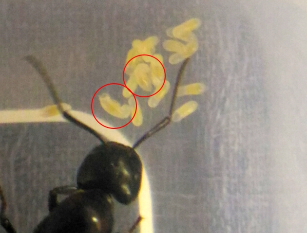 ムネアカオオアリ幼虫誕生？