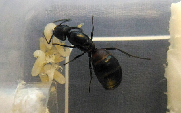 幼虫にティッシュを被せる女王蟻