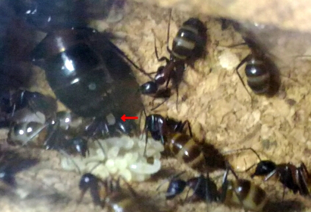 産卵中の女王蟻