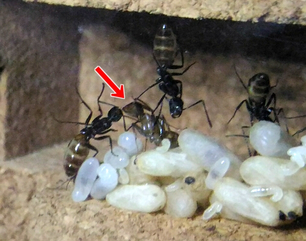 羽化したばかりの働き蟻