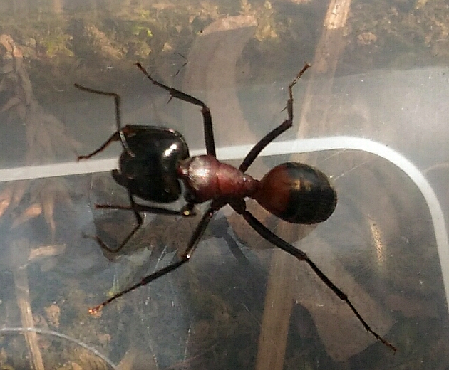 ムネアカオオアリの兵隊蟻